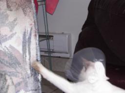 more kittens